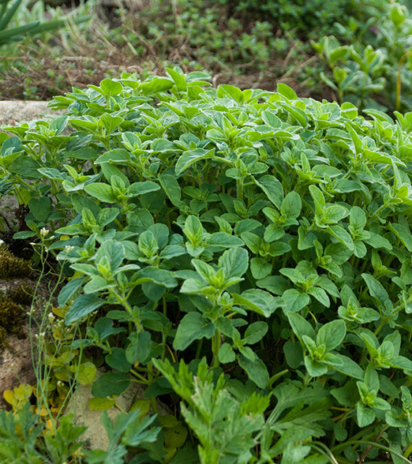 Oregano