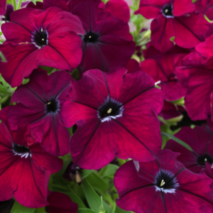 Petunia