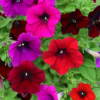 petunias-wave-mix