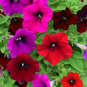 petunias-wave-mix