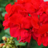 redGeranium