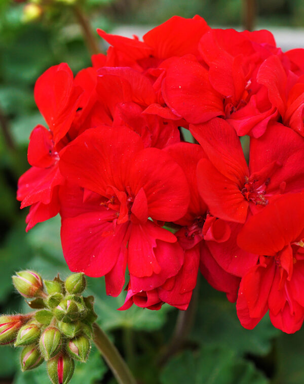 redGeranium
