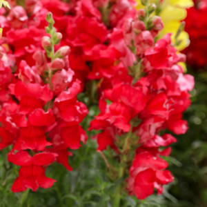 Red Snapdragon Dwarf
