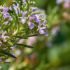Rosemary