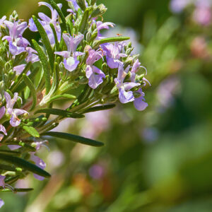 Rosemary
