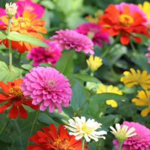zinnias-mixed