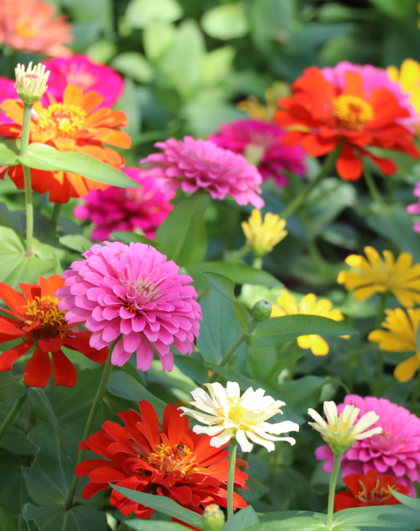 zinnias-mixed